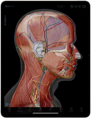 Complete Anatomy App auf einem iPad Air